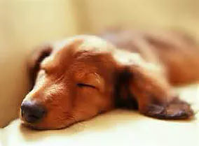 Puppy sleeping on couch