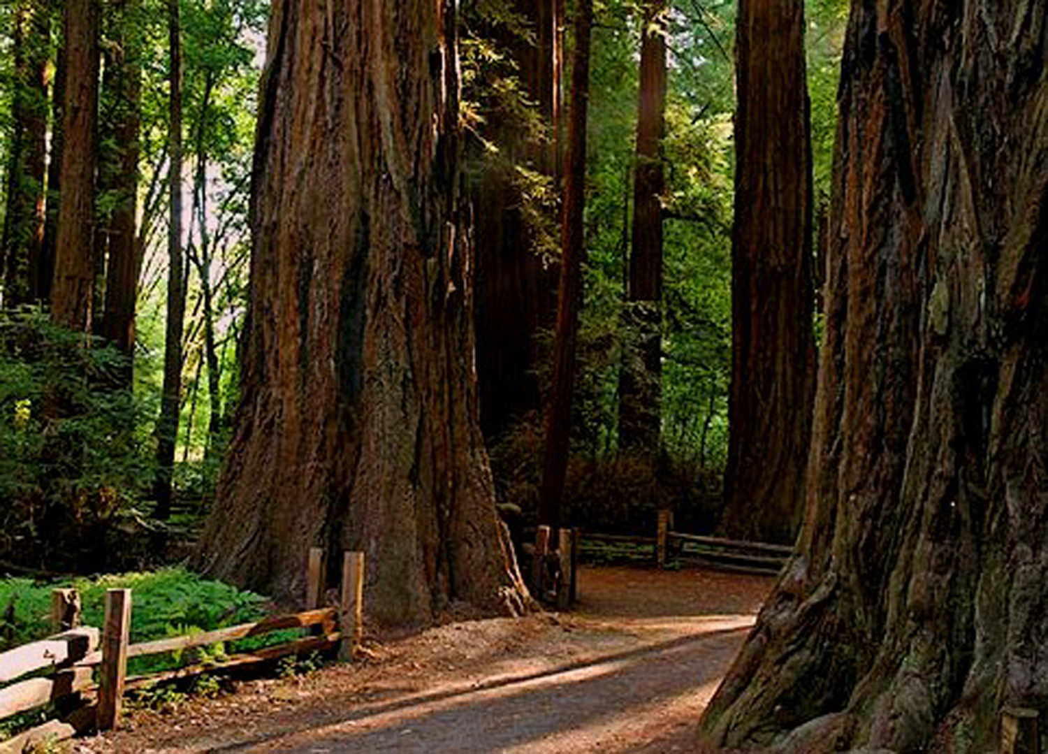 Henry Cowell State Park